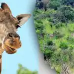 Βρείτε όλα τα ζώα της εικόνας σε 10 δευτερόλεπτα: ένα