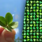 Παζλ τύχης: πρέπει να βρείτε ένα τετράφυλλο τριφύλλι σε 11