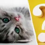 Μόνο οι άνθρωποι με υψηλό IQ θα εντοπίσουν μια γάτα