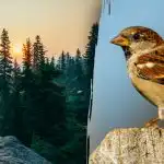 Μόνο οι άνθρωποι με "όραση γερακιού" μπορούν να βρουν ένα