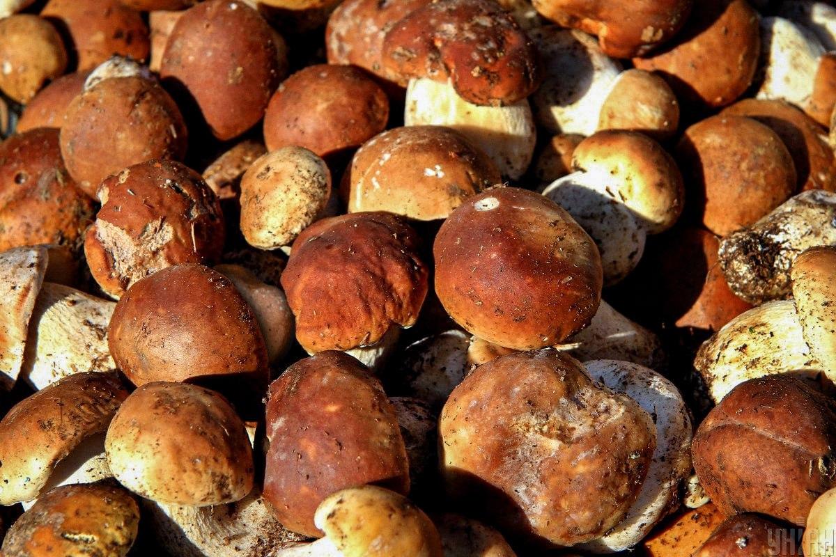 Βρείτε μια πέτρα ανάμεσα σε μανιτάρια στο χρόνο / Moje κολάζ Βρείτε μια πέτρα ανάμεσα σε μανιτάρια στο χρόνο / Κολάζ Moje