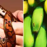 Μόνο λίγοι είναι ικανοί γι' αυτό: μόνο άνθρωποι με υψηλό