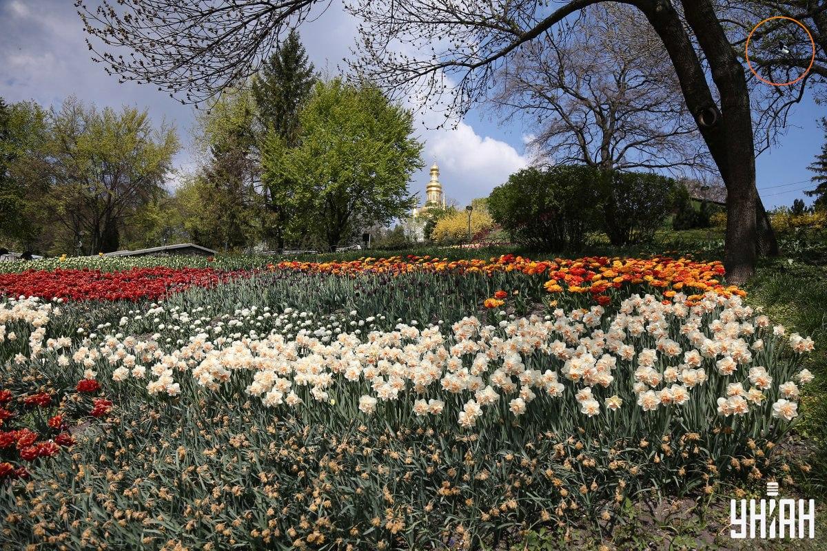 Ένα πουλί κάθισε σε ένα κλαδί δέντρου / Κολάζ Moje